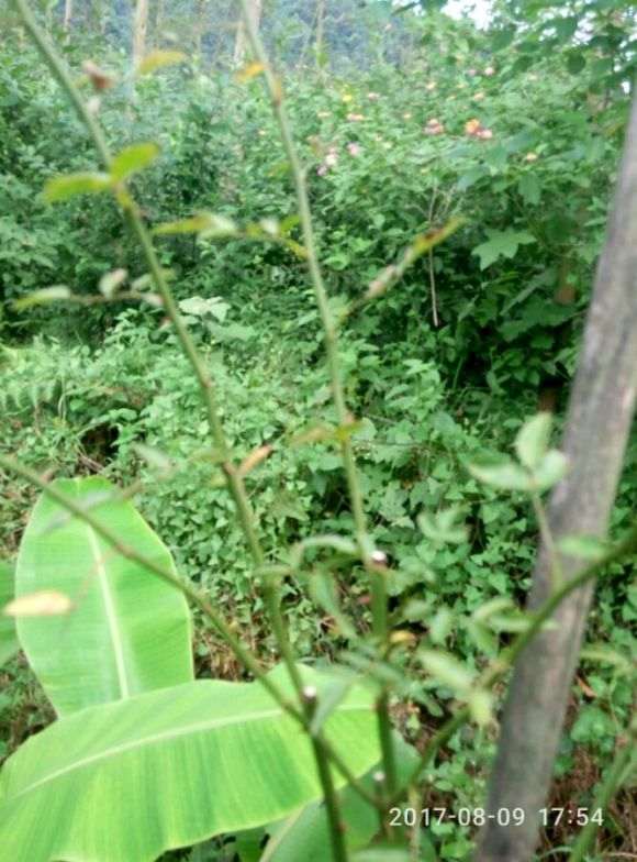 金樱子下山桩和野蔷薇下山桩