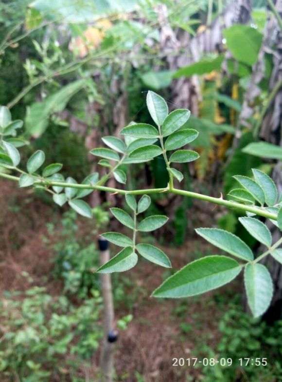 金樱子下山桩和野蔷薇下山桩