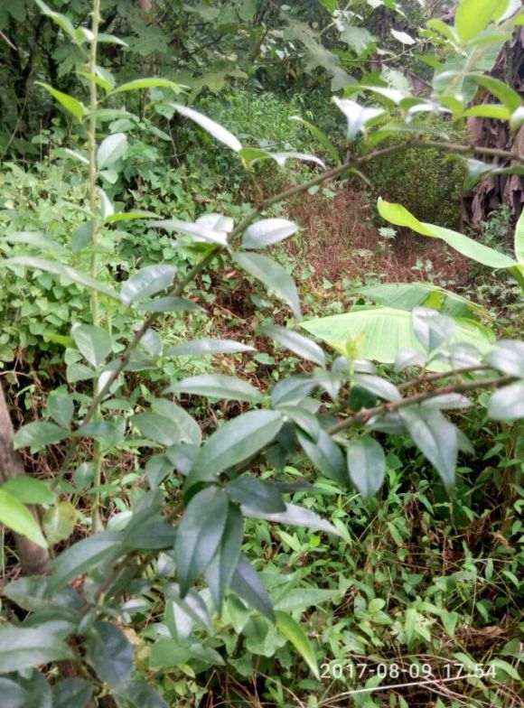 金樱子下山桩和野蔷薇下山桩