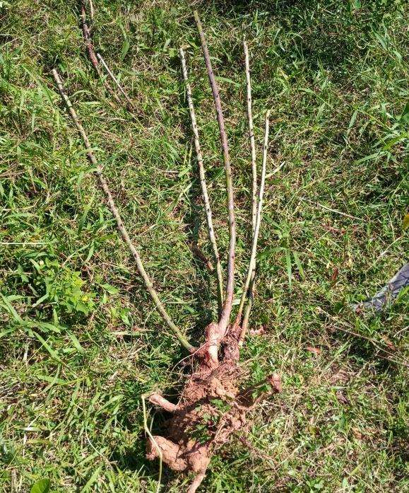 蔷薇老桩下山桩可以嫁接月季吗