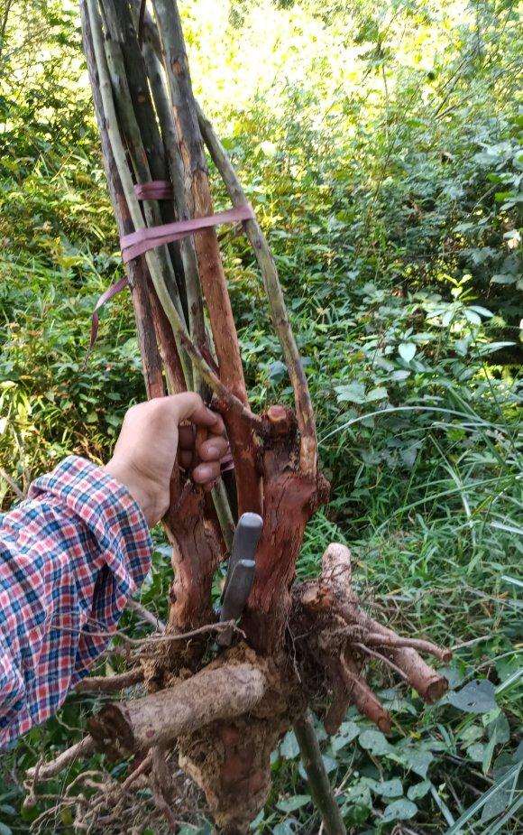 蔷薇老桩下山桩可以嫁接月季吗