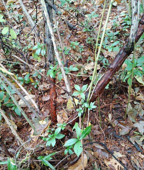 蔷薇老桩下山桩可以嫁接月季吗