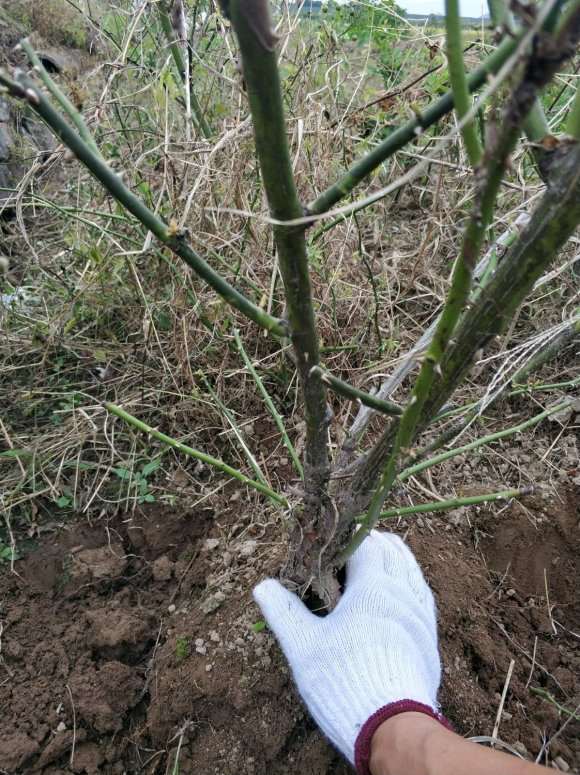 蔷薇下山桩地栽半年 准备去上盆嫁接