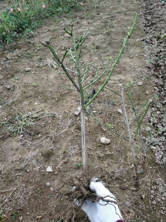 蔷薇下山桩地栽半年 准备去上盆嫁接