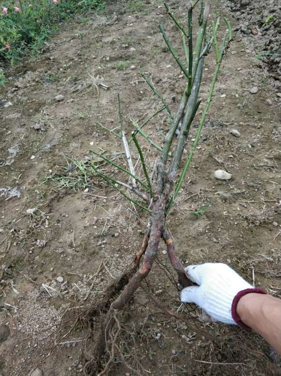 蔷薇下山桩地栽半年 准备去上盆嫁接