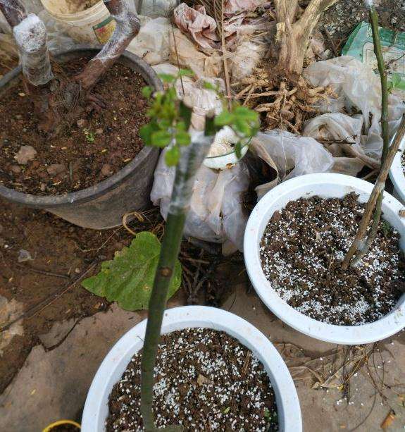 嫁接了3颗月季下山桩