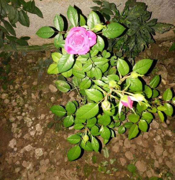 嫁接了3颗月季下山桩