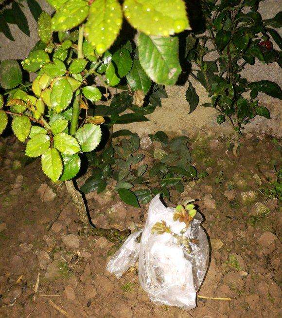 嫁接了3颗月季下山桩