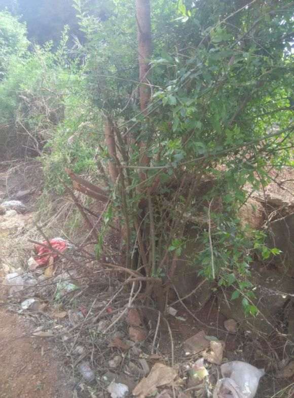 野蔷薇下山桩老桩嫁接月季