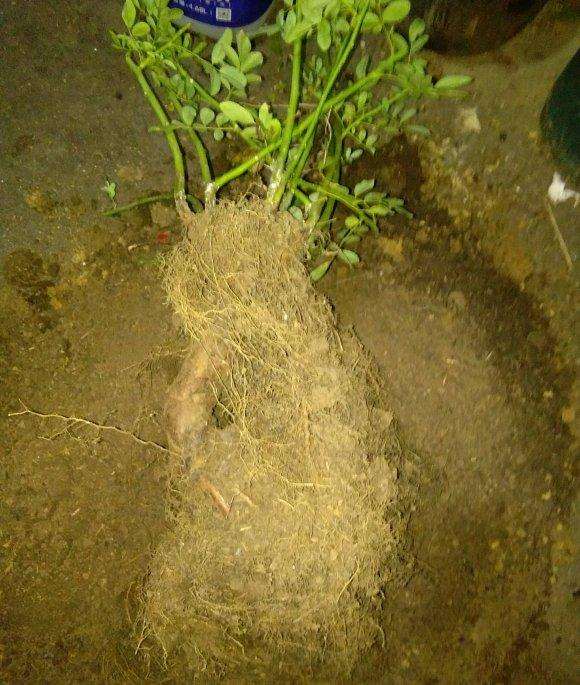 泡沫箱养的蔷薇下山桩