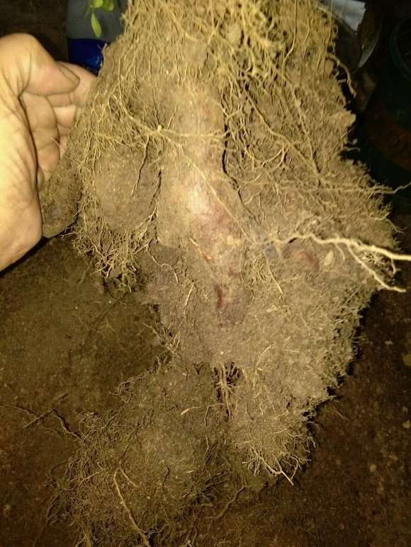 泡沫箱养的蔷薇下山桩