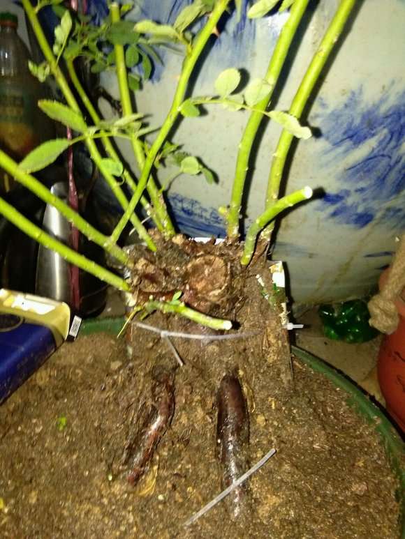 泡沫箱养的蔷薇下山桩