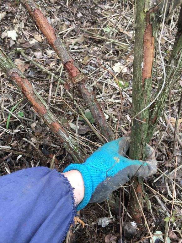 为什么蔷薇下山桩 特别适合做树月季