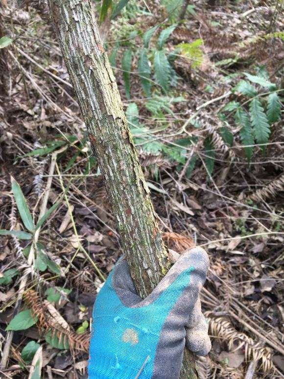 为什么蔷薇下山桩 特别适合做树月季