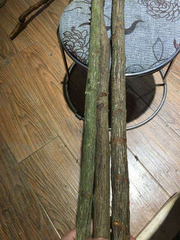 为什么蔷薇下山桩 特别适合做树月季