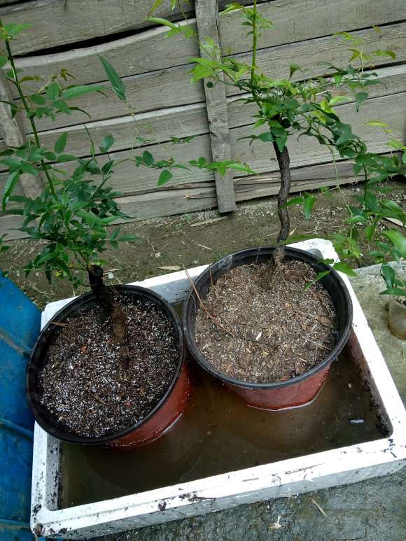 怎么在蔷薇下山桩脚芽上嫁接的方法