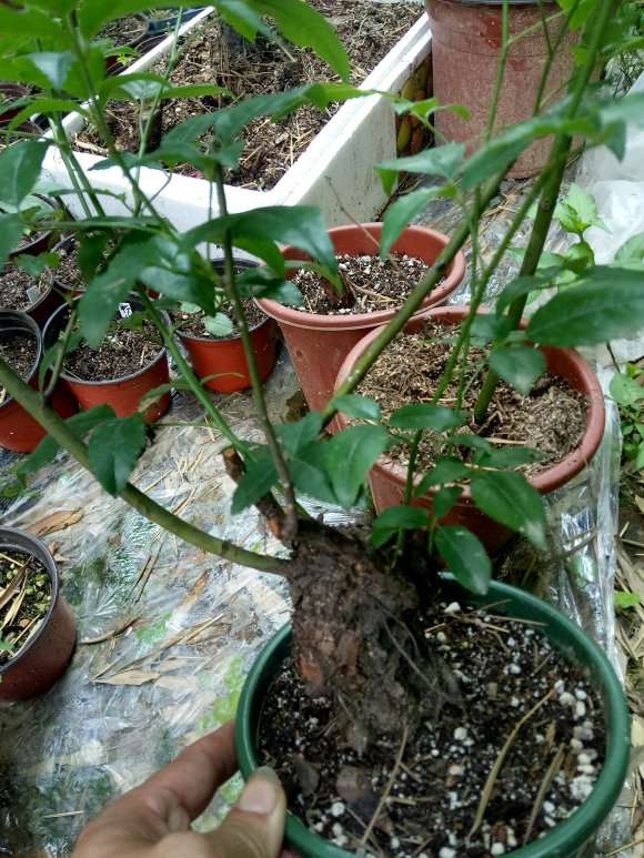 怎么在蔷薇下山桩脚芽上嫁接的方法