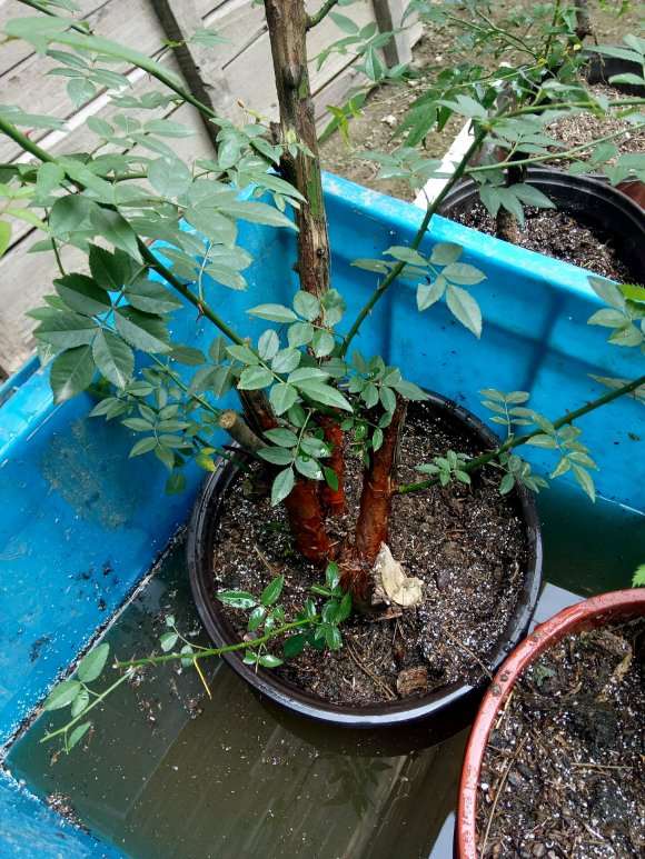 怎么在蔷薇下山桩脚芽上嫁接的方法