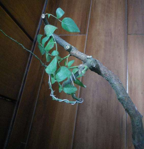 这个蔷薇下山桩 还有没有救吗