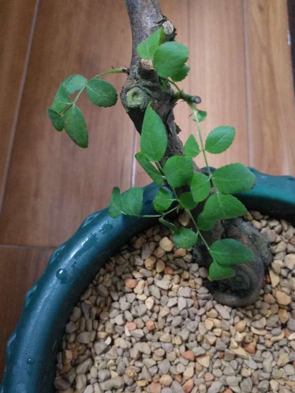 这个蔷薇下山桩 还有没有救吗