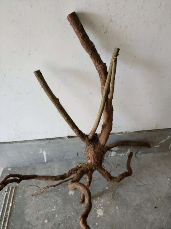 今天挖了3个有刺蔷薇下山桩 可以吗