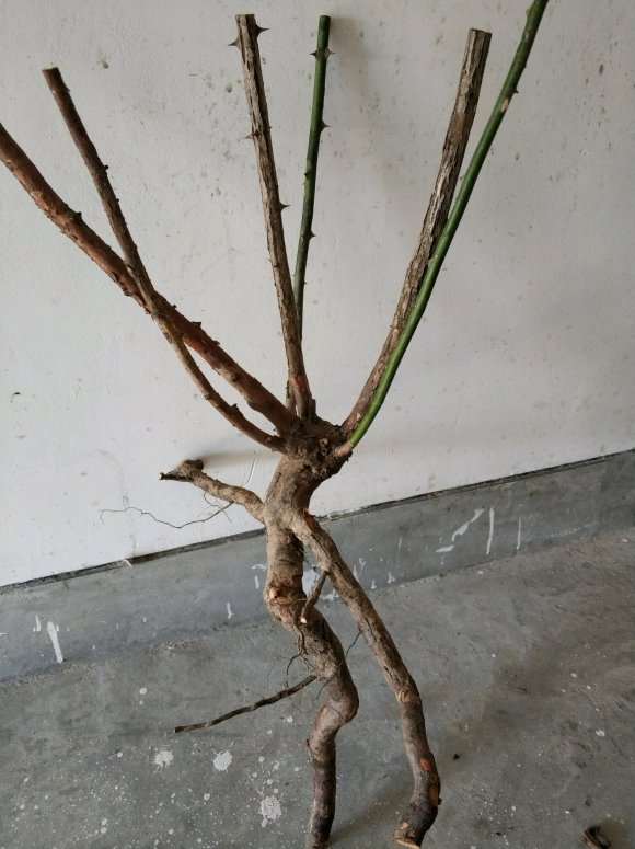 今天挖了3个有刺蔷薇下山桩 可以吗