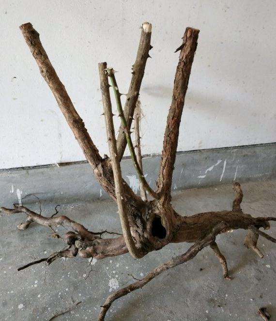 今天挖了3个有刺蔷薇下山桩 可以吗