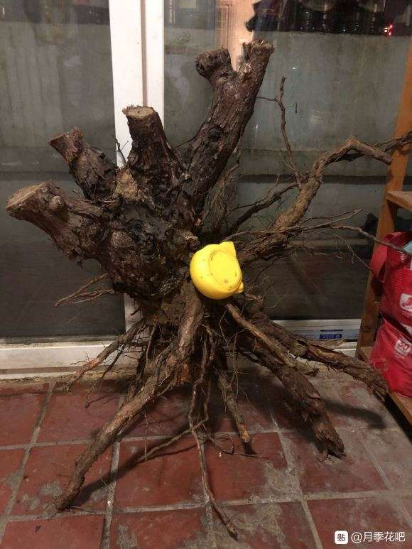 蔷薇下山桩老桩怎么嫁接月季的方法