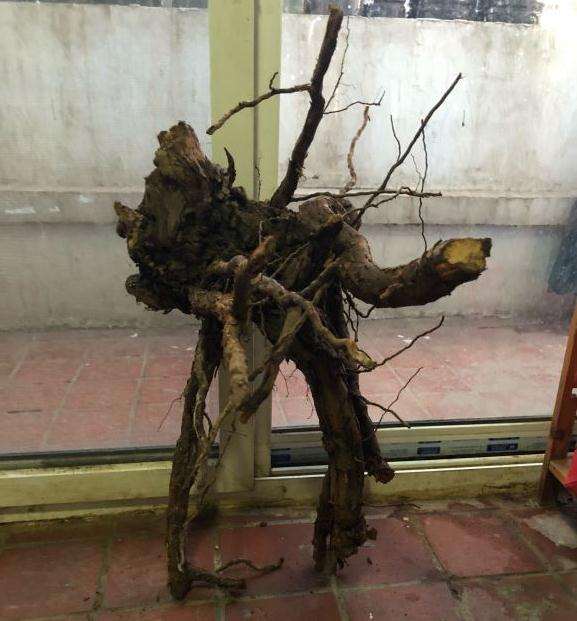 蔷薇下山桩老桩怎么嫁接月季的方法