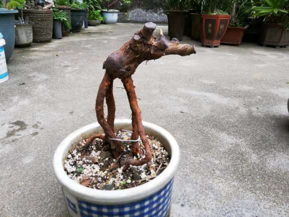 蔷薇下山桩根接剪下的根 怎么嫁接