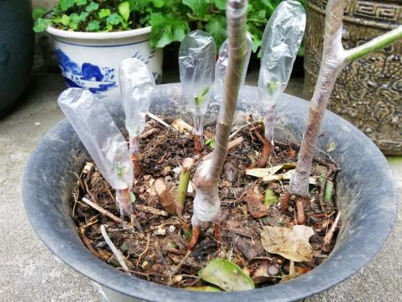 蔷薇下山桩根接剪下的根 怎么嫁接