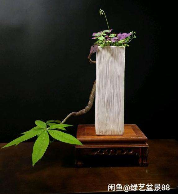 发财树盆景怎么修枝使叶片变小 图片