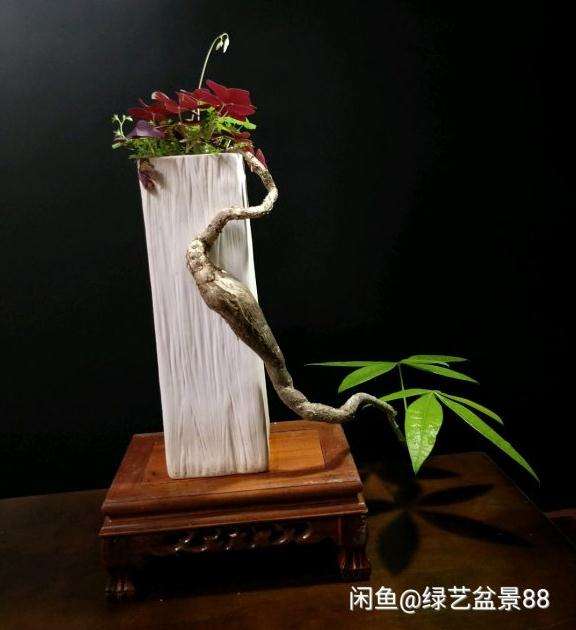 发财树盆景怎么修枝使叶片变小 图片