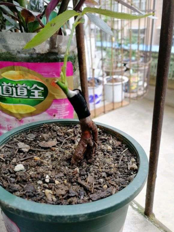 野蔷薇下山桩粗壮根怎么嫁接成活更高