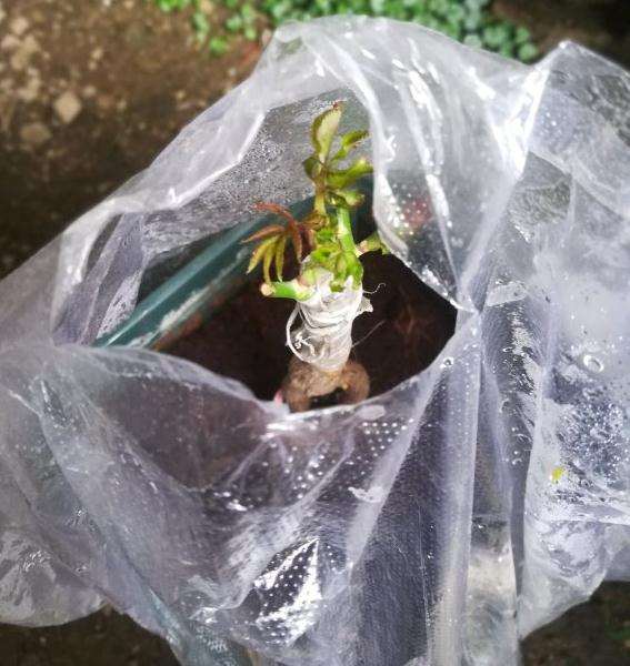 野蔷薇下山桩粗壮根怎么嫁接成活更高