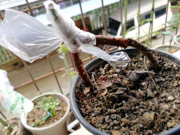 野蔷薇下山桩粗壮根怎么嫁接成活更高