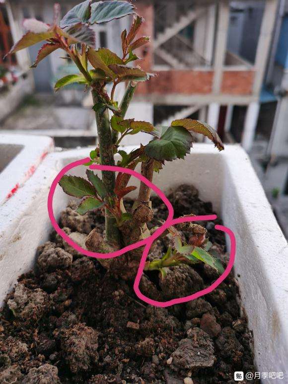 宿迁月季老桩下山桩 嫁接桩上的芽吗