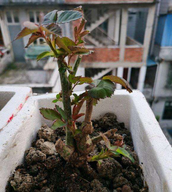 宿迁月季老桩下山桩 嫁接桩上的芽吗