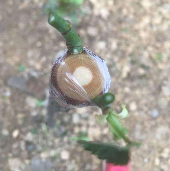 无刺蔷薇下山桩熟桩