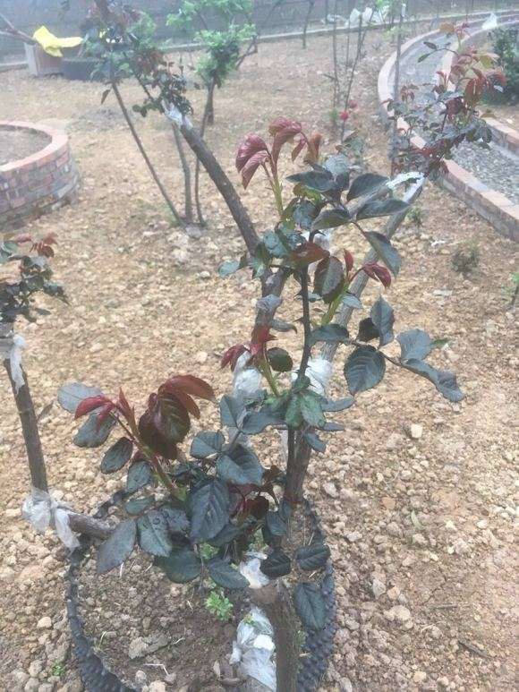 无刺蔷薇下山桩熟桩