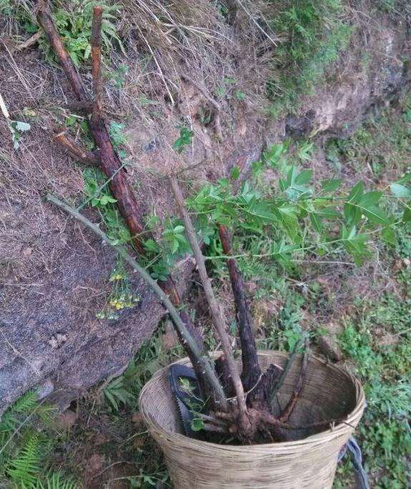 为什么山木香下山桩太难挖了 图片