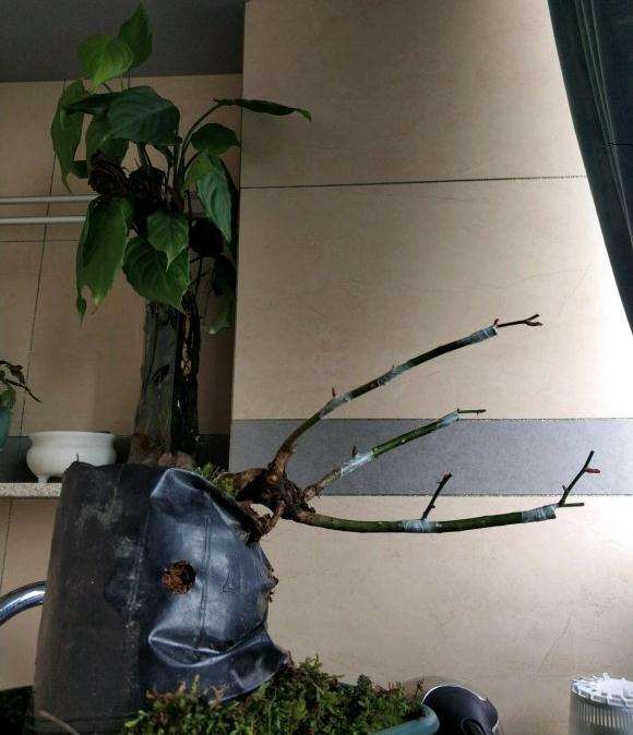 野蔷薇下山桩没枝条 可以嫁接吗