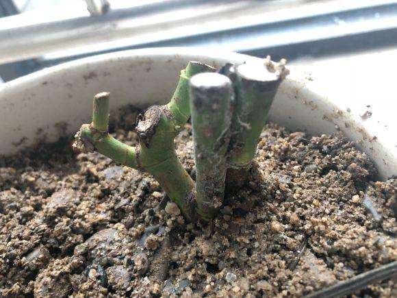 蔷薇下山桩老桩都发芽了