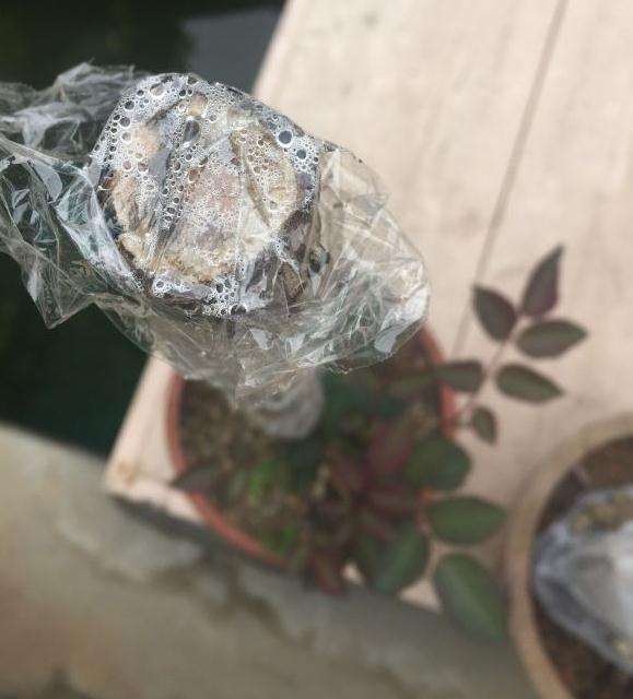 为什么无刺蔷薇下山桩杆子上有剌的痕迹