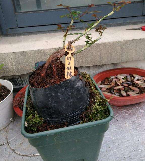 野蔷薇下山桩老桩接微月