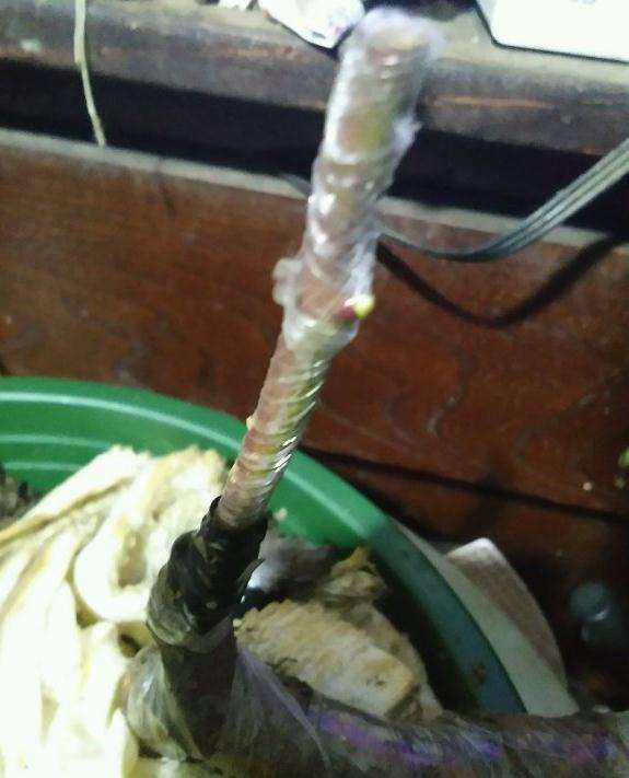 有刺蔷薇下山桩上嫁接无刺蔷薇 发芽了