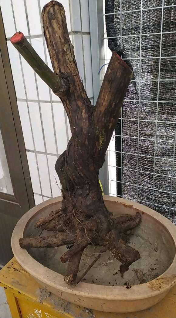 湖北的下山桩是山木香 还是蔷薇