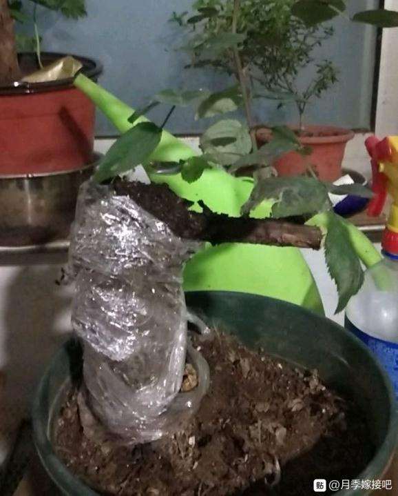 野蔷薇下山桩怎么嫁接铃之妖精的方法