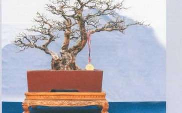 2020年9月 绍兴华绿杯盆景艺术展