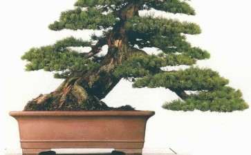 2020年纪念盆景泰斗马金旺逝世十周年